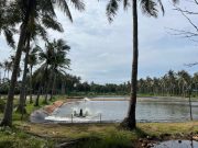 Tambak Udang di Karimunjawa, Menguji Nyali Penegakan Hukum dan Tata Ruang di Jepara