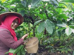 Moncernya Petani Kopi Tempur dan Tantangan Melestarikan Lingkungan Alam