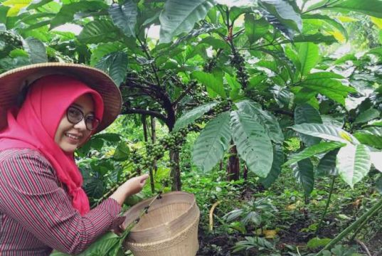 Moncernya Petani Kopi Tempur dan Tantangan Melestarikan Lingkungan Alam