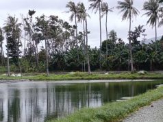 DPMPTSP Jepara Bungkam Saat Dikonfirmasi Soal Perizinan Tambak Udang Karimunjawa