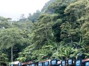 Menyepi Menikmati Keindahan Pondok Halimun di Gunung Gede Pangrango