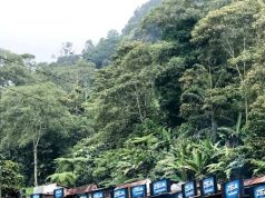 Menyepi Menikmati Keindahan Pondok Halimun di Gunung Gede Pangrango