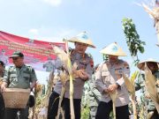 Dukung Ketahanan Pangan, KPH Purwodadi dan LMDH Panen Raya Jagung