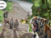Taktik Berkuasa: Macan Guguh