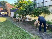 Kambing Warga Mejobo Banyak Hilang, Ternyata Ini Pelakunya