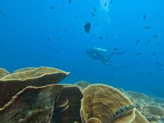 Serunya Menjelajahi Pulau Menjangan Kecil Karimunjawa, Surga Kecil di Laut Jawa yang Bikin Nyaman dan Enggan Pulang Saat Liburan