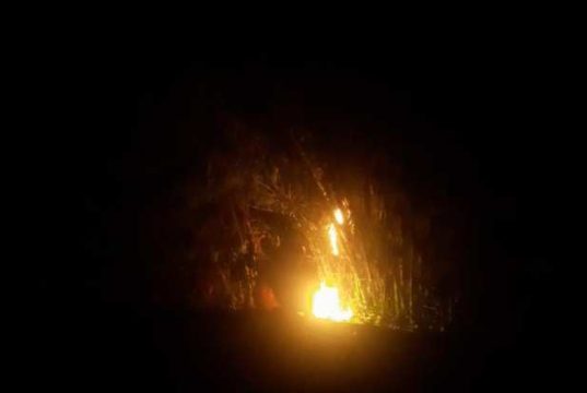 Seorang Nenek Tewas Diserang Tawon Endhas di Geyer Grobogan