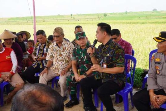 Bupati Jepara Dukung Program Penyerapan Gabah Petani: Jaga Harga Gabah Agar Tak Anjlog