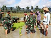 Dukung Terwujudnya Ketahanan Pangan, Dandim Rela Belepotan Lumpur Sawah