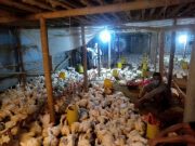 Harga Ayam Pedaging Terjun Bebas, Charoen Pokphand Beli Ayam dari Peternak Mandiri