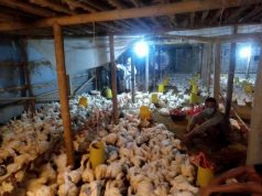 Harga Ayam Pedaging Terjun Bebas, Charoen Pokphand Beli Ayam dari Peternak Mandiri