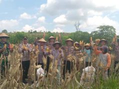 Tanam Jagung di Sragen Sukses, Panen Raya 2,5 Hektar Hasilkan 11 Ton