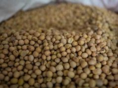 Harga Kedelai di Kudus Melonjak Imbas Perang Dagang AS dan Melemahnya Rupiah