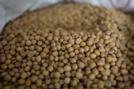 Harga Kedelai di Kudus Melonjak Imbas Perang Dagang AS dan Melemahnya Rupiah