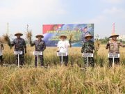 Wujudkan Program Ketahanan Pangan, Pangkoarmada II Pimpin Panen Raya Padi