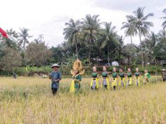 Wiwitan di Desa Kawak Jepara, Ada Ritual Dewi Sri Menjaga Padi Petani