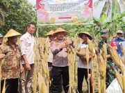 Panen Raya Jagung, Mendukung Ketahanan Pangan Nasional