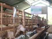 Baznas Luncurkan Balai Ternak di Blora, Warga Mengelola Secara Komunal