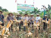 Bupati Kudus Apresiasi Panen Raya Jagung di Jekulo, Dukung Ketahanan Pangan