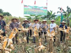 Bupati Kudus Apresiasi Panen Raya Jagung di Jekulo, Dukung Ketahanan Pangan