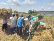 Babinsa Koramil Jati Blora Dukung Ketahanan Pangan Nasional dan Swasembada Pangan