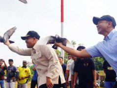 Lomba Merpati Kolong di Batang Diikuti Ribuan Peserta