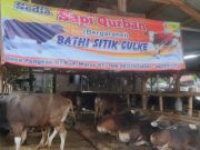 Sapi Kurban Asal Madura dan Bali Masuk Sragen, Harga Relatif Murah