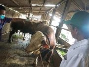 Presiden Prabowo Kurban Sapi Simental Bobot 1 Ton untuk Kabupaten Batang