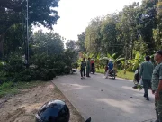 Pohon Mahoni Roboh di Jalan Raya Brati Akibat Tiupan Angin Kencang Saat Penebangan