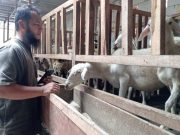 Jelang Idul Adha Penjual Kambing Kurban Mulai Menjamur, Yuk Intip di Muwaafiq Farm Kaligetas