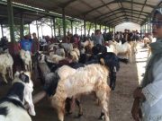 Beli Sekarang Sebelum Naik! Ini Harga Terbaru Kambing dan Kerbau Kurban di Kudus