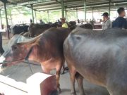 Kerbau atau Sapi: Perbandingan Harga, Daging, dan Tradisi saat Idul Adha di Kudus