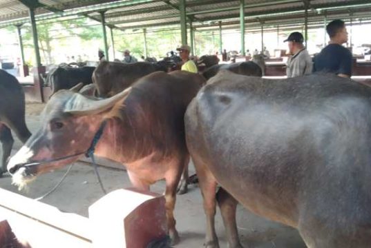 Jelang Iduladha, Kudus Pastikan Hewan Kurban Sehat dan Aman dari PMK
