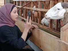 Dongkrak Penjualan, Peternak di Wonosobo Jual Kambing Kurban Lewat Medsos