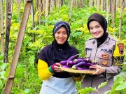 Brigadir Sufiana Memimpin Panen Terong Ungu