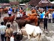 Jelang Idul Adha Aman dari PMK, Penjualan Ternak Kembali Marak