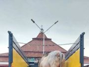 Sapi Presiden Seberat 950 Kg Diserahkan ke Takmir Masjid Agung