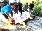Masjid Jami At-Taqwa Ngronggah Bagikan 450 Kantung Daging Kurban