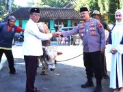 Dari 21.403 Ekor Hewan Kurban, Ditemukan Ada 100 Kasus Cacing Hati