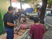 Siapa Bertanggung Jawab Jika Hewan Kurban Ditembak karena Mengamuk? Ini Penjelasan Ulama Kudus