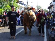 Joyo Selamet, Sapi Kurban 1 Ton dari Prabowo untuk Warga Kudus Disembelih di Desa Pasuruhan Lor