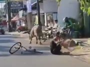 Kerbau Kurban Mengamuk di Kota Kudus, Seruduk Pengendara Sepeda Sebelum Berhasil Ditangkap