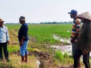 Petani Bojongsana Kabupaten Tegal Keluhan Sering Gagal Panen