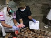 Dispaperta Batang Mendata, 15 Ekor Sapi Terkontaminasi Cacing