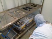 Teknologi Ozon Peneliti UNDIP Simpan Ikan Segar Lebih Lama, Dukung Nelayan Tingkatkan Nilai Jual