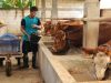 Kandang Amanah Grobogan Kebanjiran Pembeli, Puluhan Sapi Kurban Ludes Menjelang Iduladha