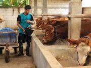 Kandang Amanah Grobogan Kebanjiran Pembeli, Puluhan Sapi Kurban Ludes Menjelang Iduladha