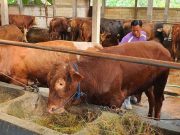 Sambut Iduladha, Peternakan di Grobogan Panen Rezeki dari Penjualan Sapi Kurban