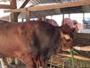 Sapi Kurban Presiden Prabowo Seberat 950 Kg Disembelih di Grobogan