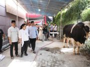 Wali Kota Semarang Serahkan 11 Sapi untuk Kurban pada Perayaan Idul Adha